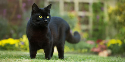 Significado espiritual de ver un gato negro