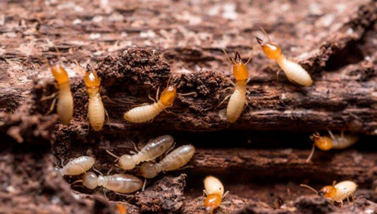 Cómo eliminar las termitas de la madera