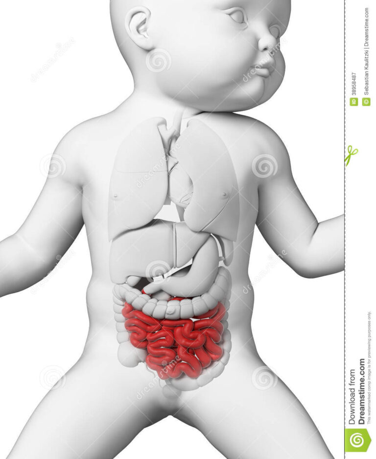 Cuanto mide el intestino delgado de un bebé