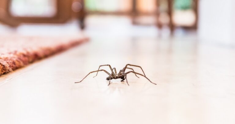 Porque hay tantas arañas en mi casa