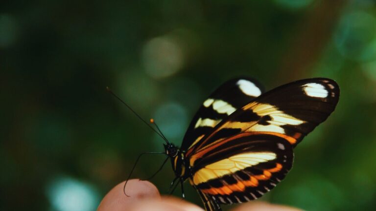 Qué significa que se te pose una mariposa