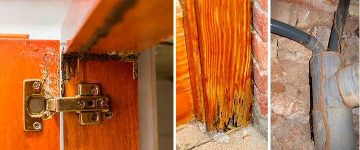 Cómo eliminar termitas de una puerta
