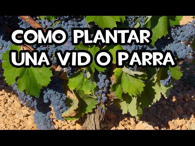 Cómo plantar una parra de uva