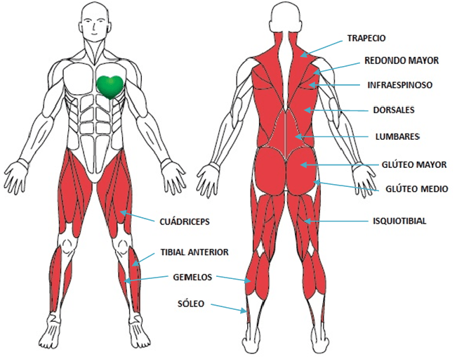 Músculos que se ejercitan en la cinta de correr
