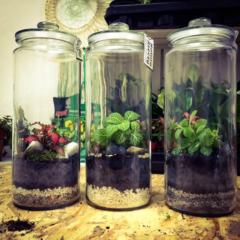 Plantas en frascos de vidrio cerrados