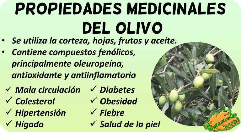 Propiedades de la hoja de olivo