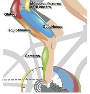 Qué músculos se ejercitan con la bicicleta
