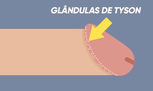 Qué son las glandulas de tyson
