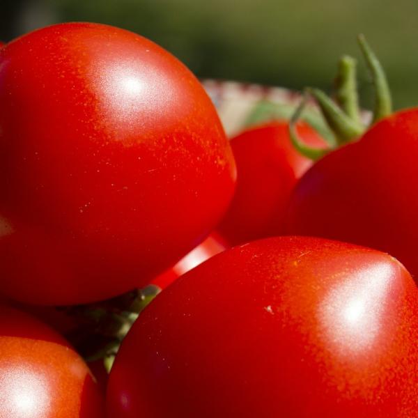 Se puede comer tomate teniendo acido urico